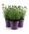 Lavandula