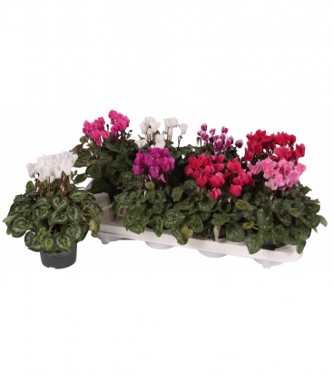 Cyclamen