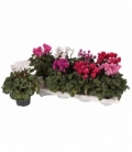 Cyclamen