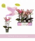 Phalaenopsis