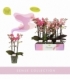 Phalaenopsis