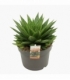 Gasteria