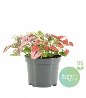 Hypoestes