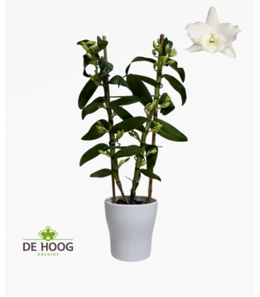 Dendr.