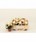 Kalanchoe