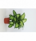 Dieffenbachia