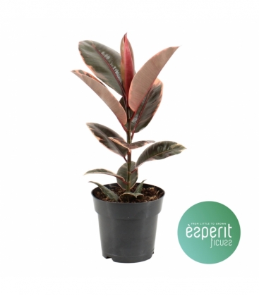 Ficus