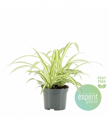 Chlorophytum