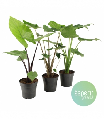 Alocasia