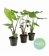 Alocasia