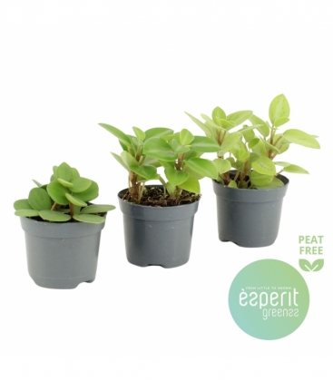Peperomia