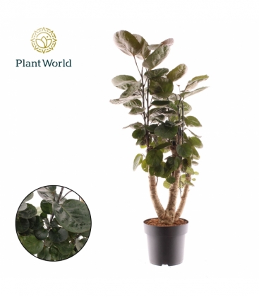 Polyscias