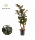 Polyscias