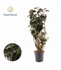 Polyscias