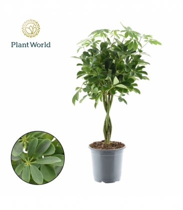 Schefflera