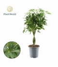 Schefflera