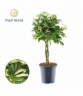 Schefflera