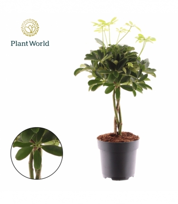 Schefflera