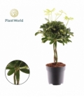 Schefflera
