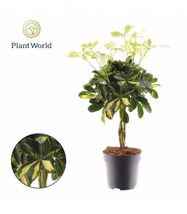 Schefflera