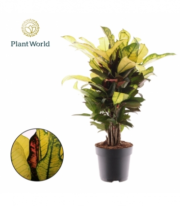 Croton
