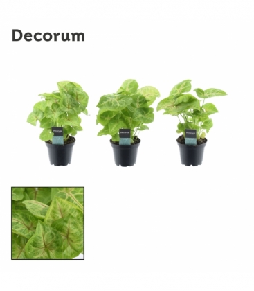 Syngonium