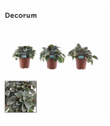 Peperomia
