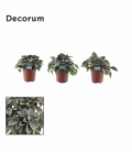 Peperomia