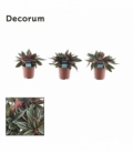 Peperomia