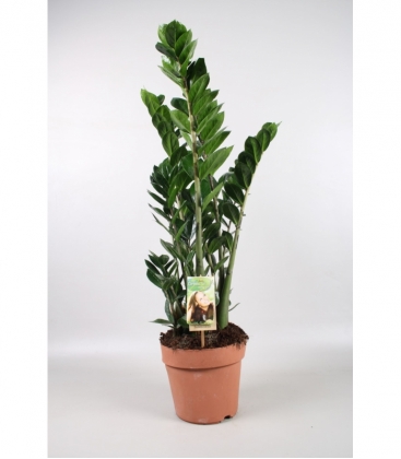 Zamioculcas