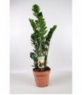 Zamioculcas
