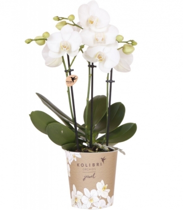 Phalaenopsis