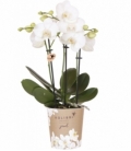 Phalaenopsis