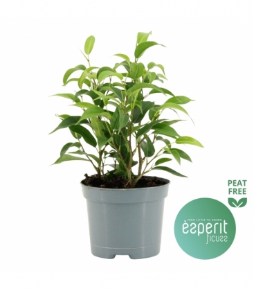 Ficus