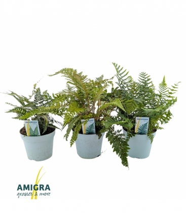 Fern