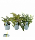 Fern