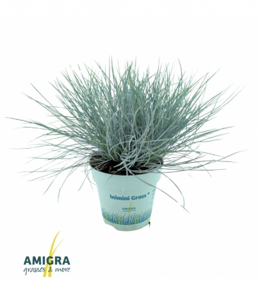 Festuca