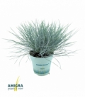 Festuca