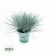 Festuca