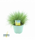 Festuca