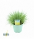 Festuca