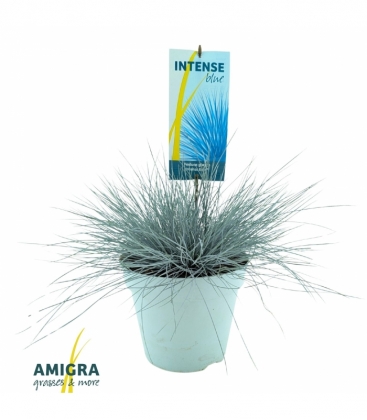 Festuca