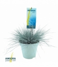 Festuca