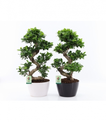 Ficus