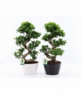 Ficus