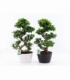 Ficus