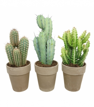 Cactus