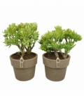 Crassula