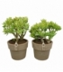 Crassula