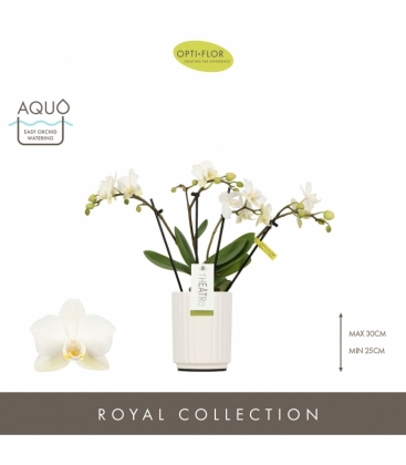 Phalaenopsis